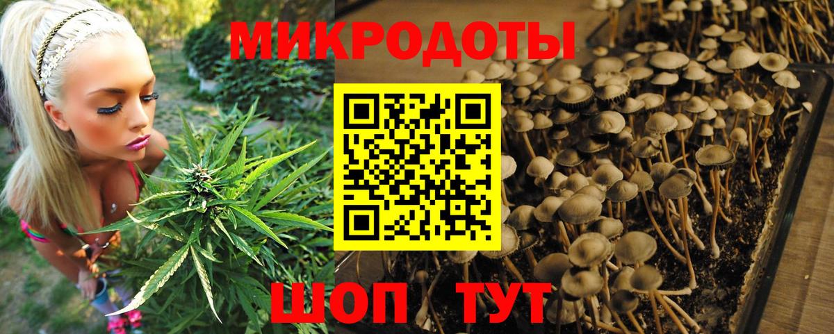 Псилоцибиновые грибы Psilocybe  Вход с VPN  Бор 